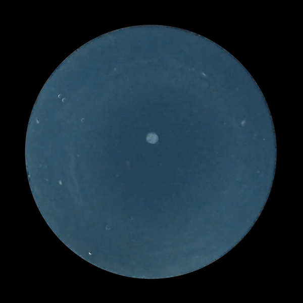 Paenibacillus
