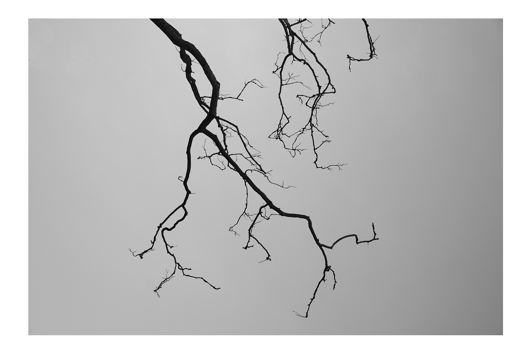 Song of a Lonely Bird 3