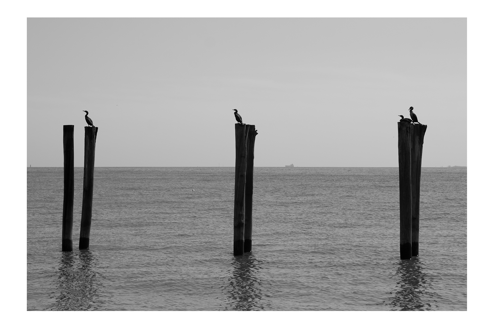 Song of a Lonely Bird 5